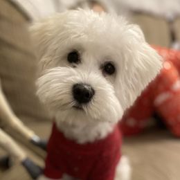 Miniature Schnauzers from Shannon Johnson