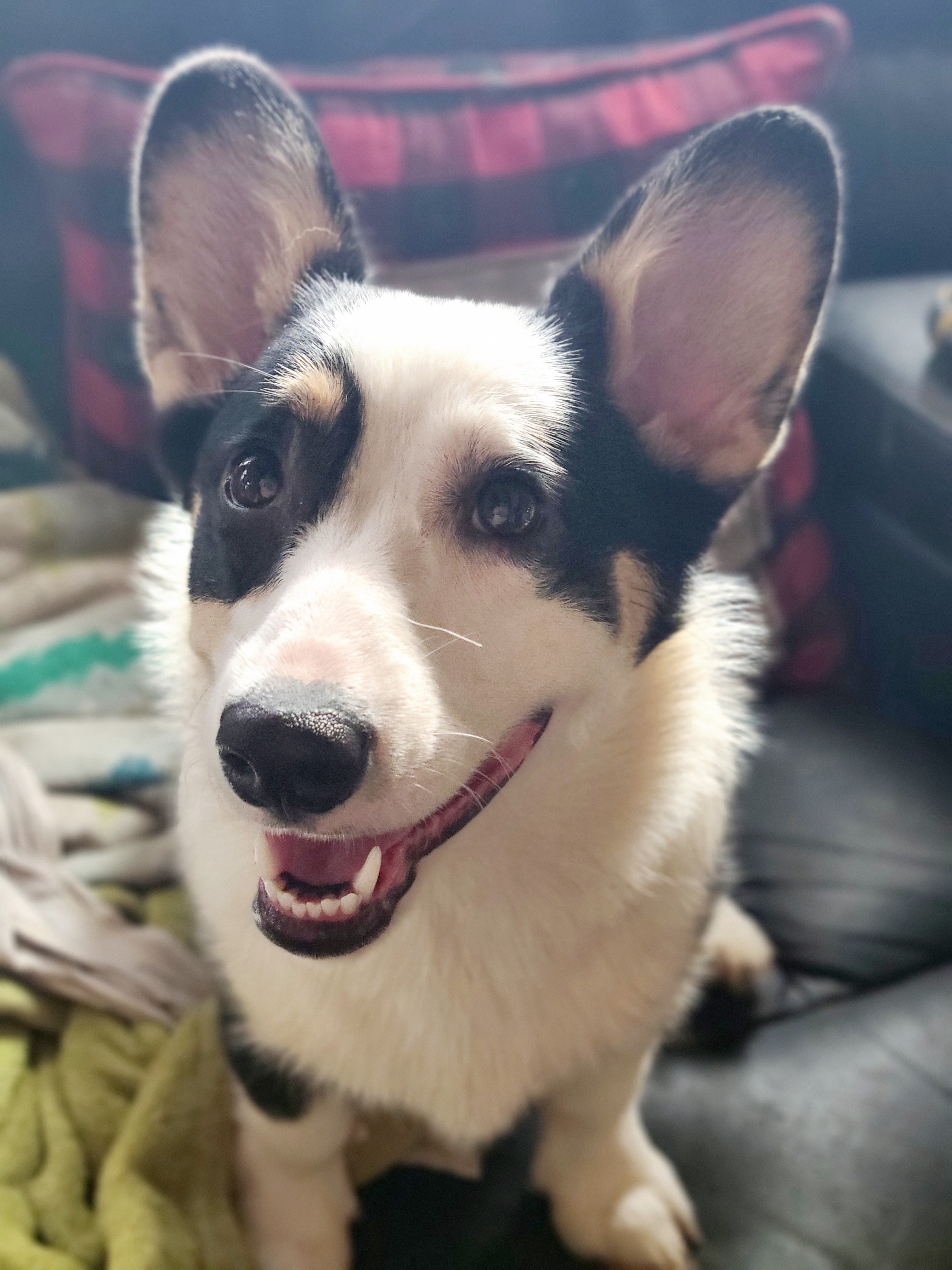 Eloise - Black and tan Pembroke Welsh Corgi puppy in Bates City, Missouri from Penny Lane Corgis