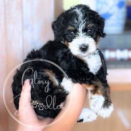 Colby - Black - Tri-color male Bernedoodle puppy in Rockwall, Texas from Glory Doodles