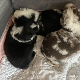 Miniature Australian Shepherd and Shih Tzu Puppies from J&R Aussies