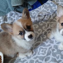 Pembroke Welsh Corgi Puppies from Renee Still Day