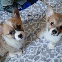 Pembroke Welsh Corgi Puppies from Renee Still Day