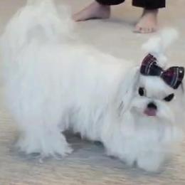 Maltese and Poodle Puppies from Maltese & poodle Lovers