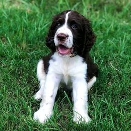 English Springer Spaniel Puppies from Webster Springers