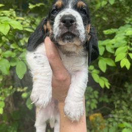 Basset Hound Puppies from Pleasant Bay Basset Hounds