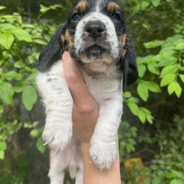 Basset Hound Puppies from Pleasant Bay Basset Hounds