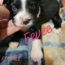 Eevee - Black tri-color female Australian Shepherd puppy in Fort Cobb, Oklahoma from White Run Ranch