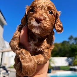 Assorted Doodle Crosses and Cavapoo Puppies from CavaloveNJ