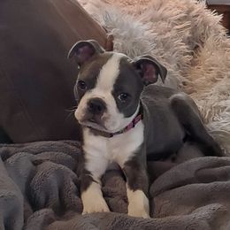 Boston Terrier Puppies from Angie's Little Bostons