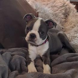 Boston Terrier Puppies from Angie's Little Bostons