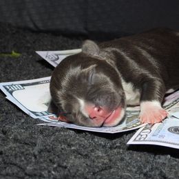 Oak - Blue tri-color male American Bully puppy in Orlinda, Tennessee from SimplyBullies