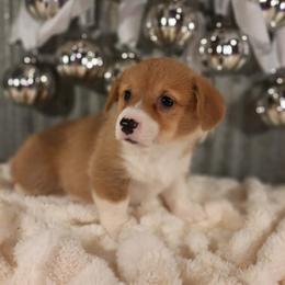 Girl 1 - White and red female Pembroke Welsh Corgi puppy in Nixa, Missouri from Pistol Creek Puppies