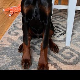 Doberman Pinscher Puppies from JM Dobermans