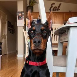 Doberman Pinscher Puppies from JM Dobermans