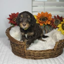 Beyoncé - Brown female Bernedoodle puppy in from Little Golden Farm