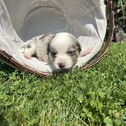 Dallas - Red merle and white male Cardigan Welsh Corgi puppy in Clio, Michigan from Old Oak Cardigans