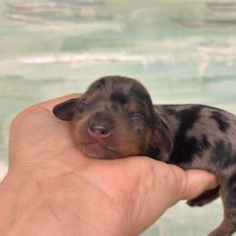 Pixie Long hair - Dapple female Dachshund puppy in Lakeland, Florida from Elite Doxies Florida