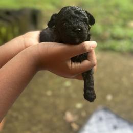 Donald - Black male Poodle puppy in Chattanooga, Tennessee from SoftPaw Kennels