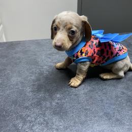 Isabell AKC - Dapple female Dachshund puppy in Magnolia, Texas from Carrie’s Countryside Dachshunds