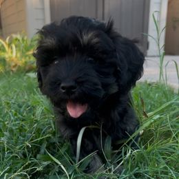 Black and Silver Male - Available - Black and silver male Havanese puppy in Monahans, Texas from Homeward Havanese, LLC