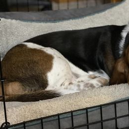 Basset Hounds from Lazy Hound Ranch