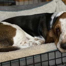 Basset Hounds from Lazy Hound Ranch