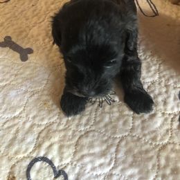 Girl 3 - Black female Havapoo puppy in Centerville, Idaho from HopplevalleyPTA...(Puppies To Adore)
