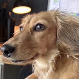 Indie Mae - Dachshund