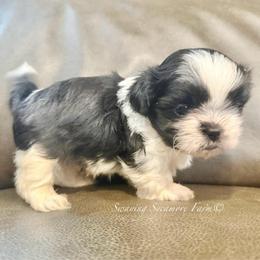 Black and White Male - Black and white male Shih Tzu puppy in Waynetown, Indiana from Swaying Sycamore Farm