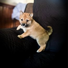 Samantha - Sesame female Shiba Inu puppy in Ewing Township, New Jersey from NJ Shiba Baby