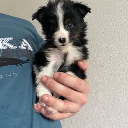 Bento - Black tri male Toy Australian Shepherd puppy in Georgetown, Texas from Minikin Manor