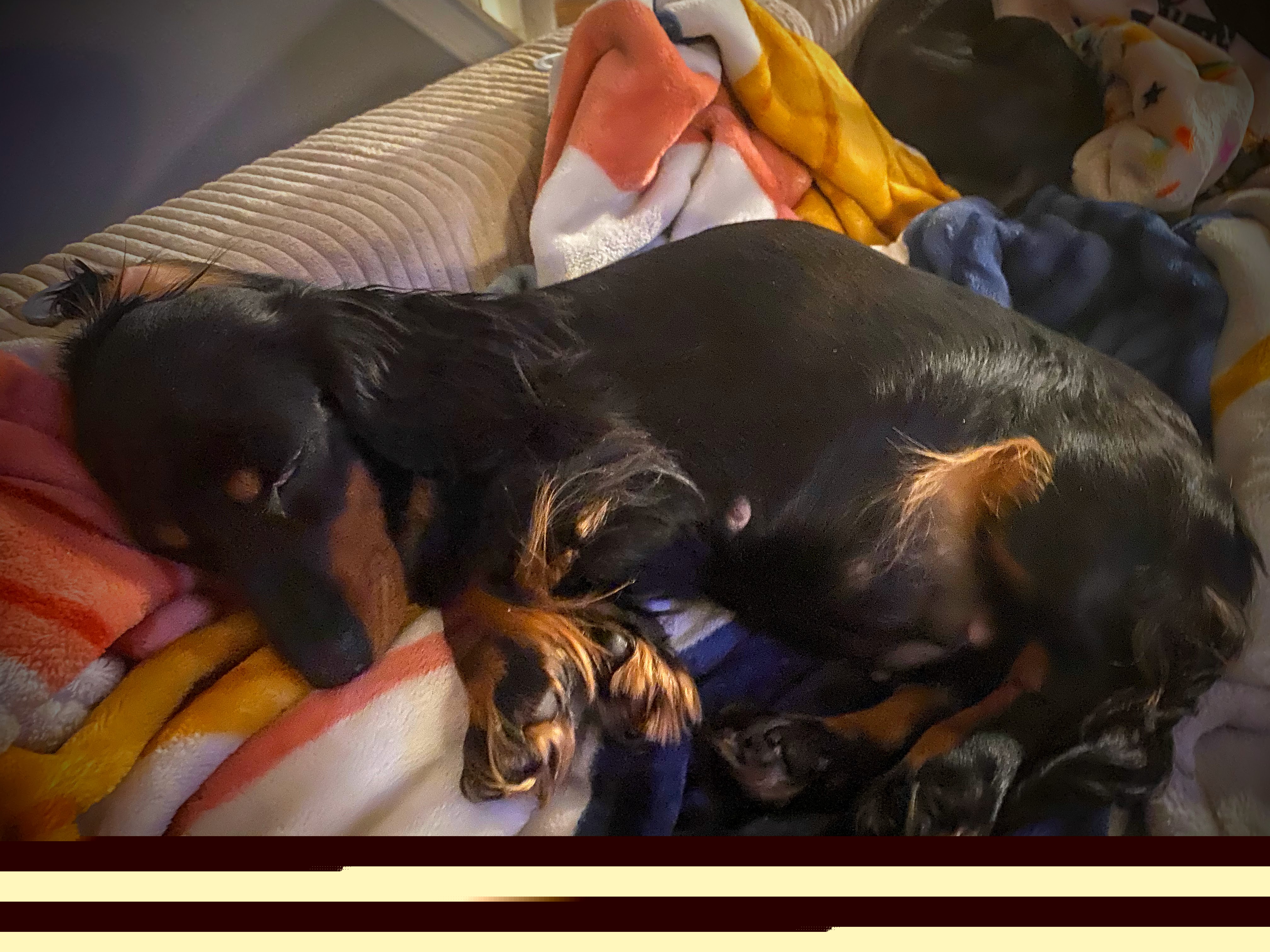 Dachshunds from Megan Engle