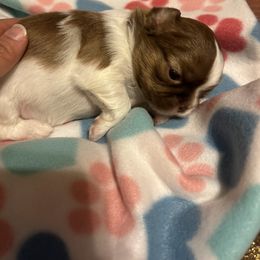 Shih Tzu Puppies from Liz Shih Tzu Cuties