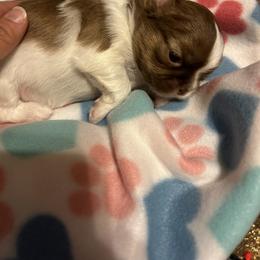 Shih Tzu Puppies from Liz Shih Tzu Cuties