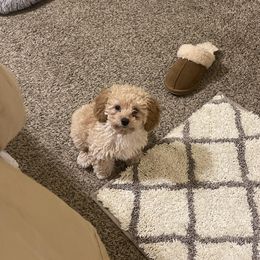 Poodle Puppies from Cindy's Poodles