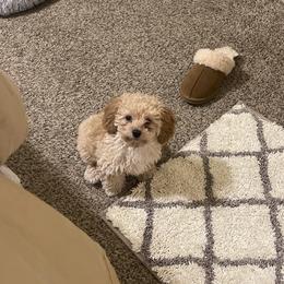 Poodle Puppies from Cindy's Poodles