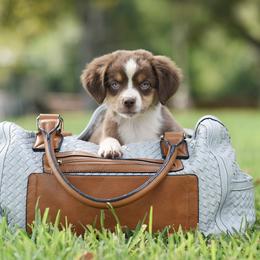 Liberty - Red tri female Miniature Australian Shepherd puppy in White Oak, Texas from Triple Lake Ranch Miniature Australian Shepherds