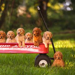 Goldendoodle Puppies from Tejas Doodles