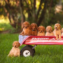Goldendoodle Puppies from Tejas Doodles