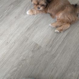 Lhasa Apso Puppies from Lauren McGlynn's Lhasa Apso Puppies