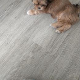 Lhasa Apso Puppies from Lauren McGlynn's Lhasa Apso Puppies