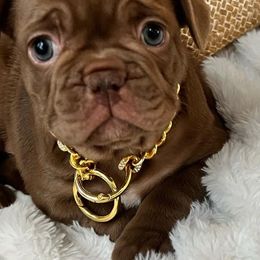 French Bulldogs from Frenchie Ma