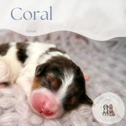Coral - Tri-color female Bernedoodle puppy in Bowling Green, Ohio from Windy Creek Doodles