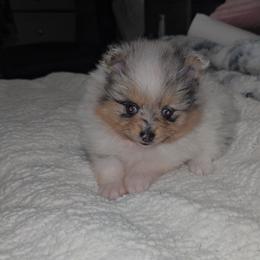Gabrielle - Blue merle female Pomeranian puppy in Angleton, Texas from Pomeranian Palace, LLC