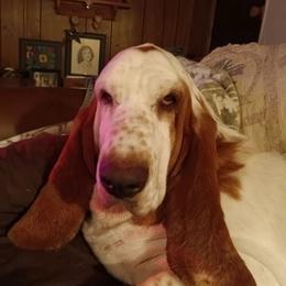 Milkshake - Basset Hound