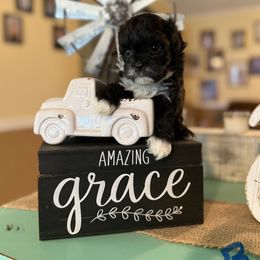 White boy - Black and white male Shihpoo puppy in Cottondale, Florida from Pat’s precious puppies