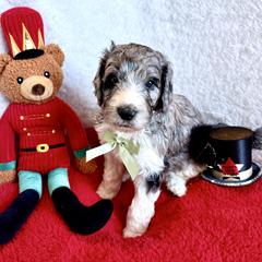 Pantaloon - male Golden Mountain Doodle puppy in Victoria, Texas from Deidre's Doodles