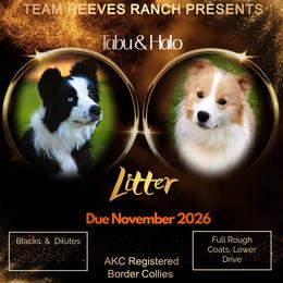 Border Collie puppies from Team Reeves Ranch