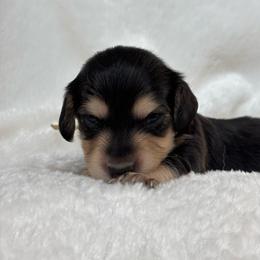 Blueberry - Black and cream female Dachshund puppy in Murrieta, California from Dash of Love