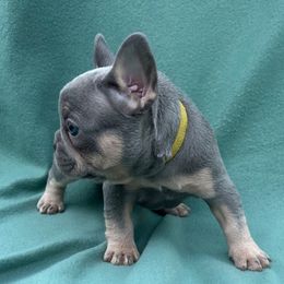 Brandy - Tricolors female French Bulldog puppy in Clermont, Florida from Nala’s Nest